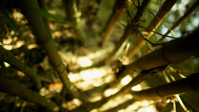 Sunlight through bamboo forest