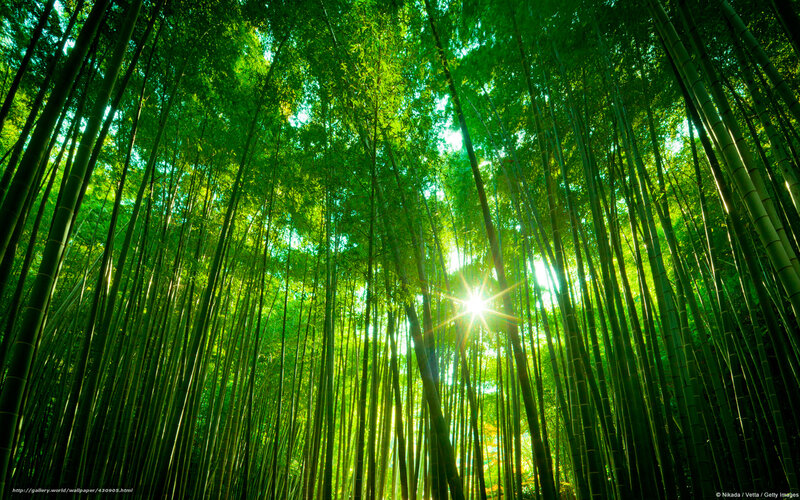 Sunlight Through Bamboo Forest — Green, Serene, Afternoon