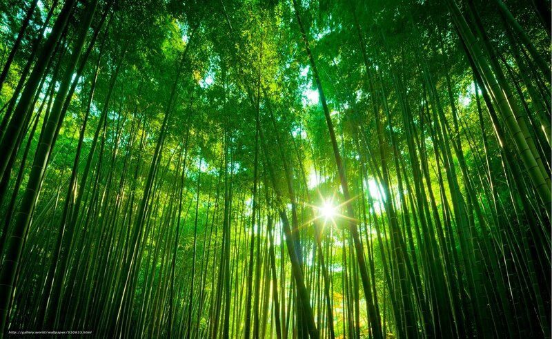Sunlight Through Bamboo Forest — Green, Serene, Morning