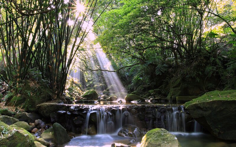 Sunlight Through Bamboo Forest — Green, Serene