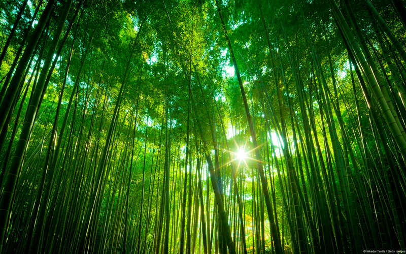 Sunlight Through Bamboo Forest — Green