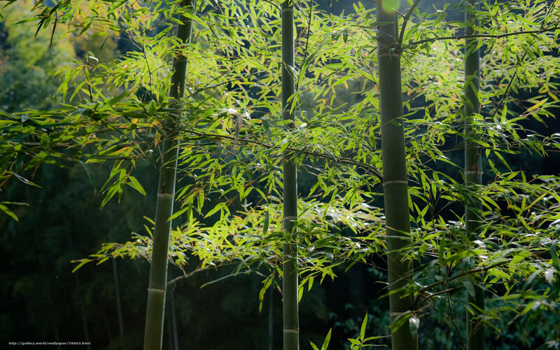 Sunlight through bamboo forest