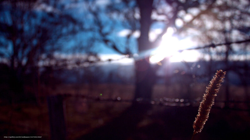 Sunlight through barbed wire