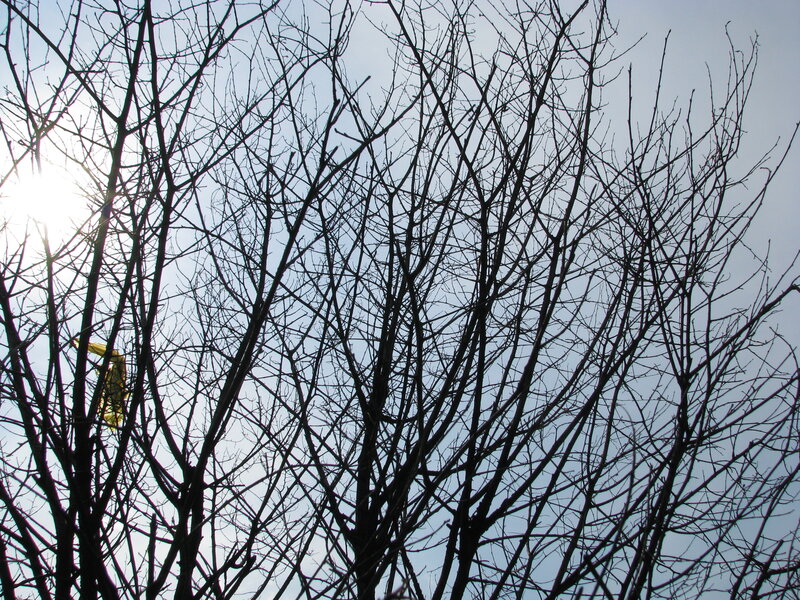 Sunlight through bare branches