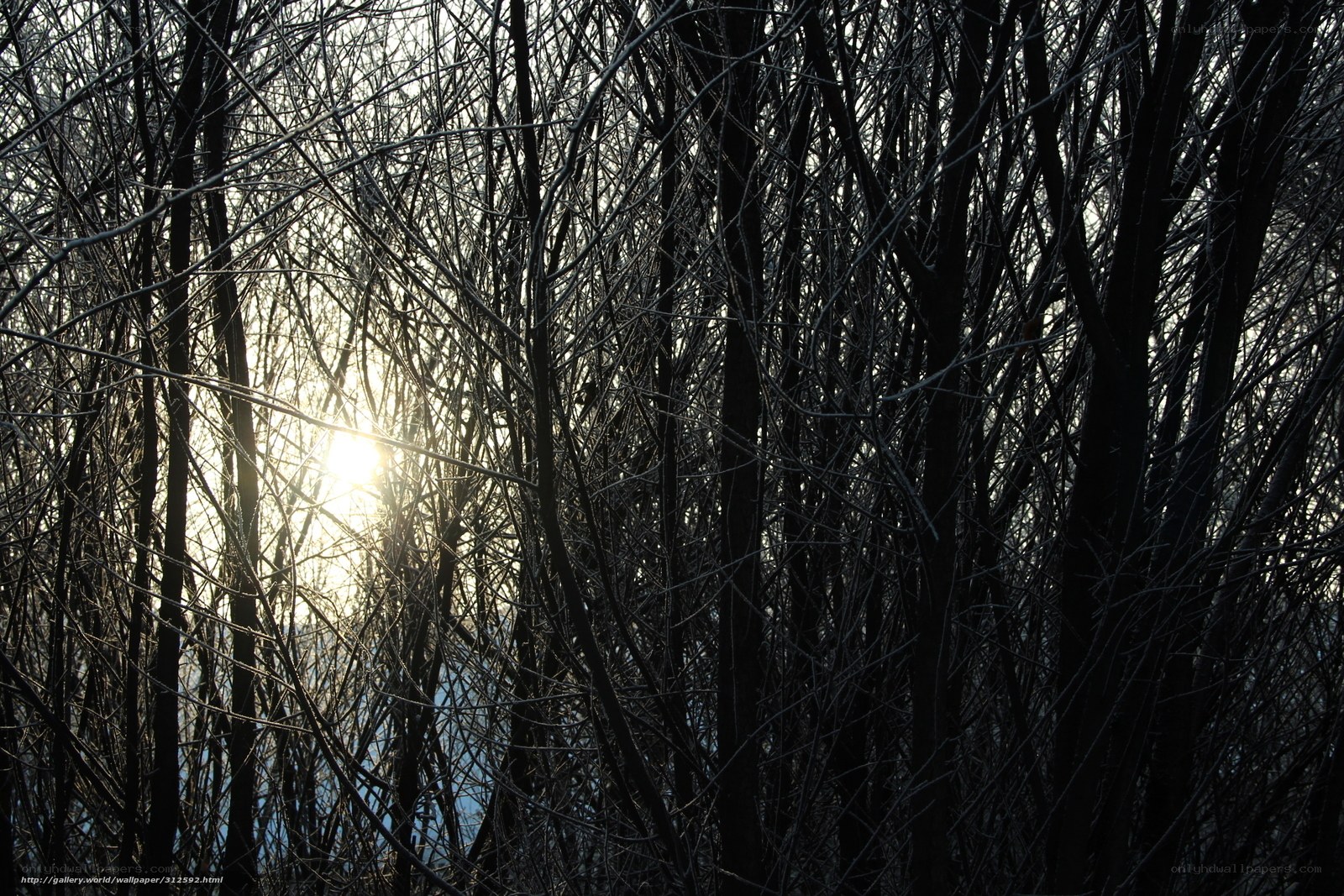 Sunlight through bare branches