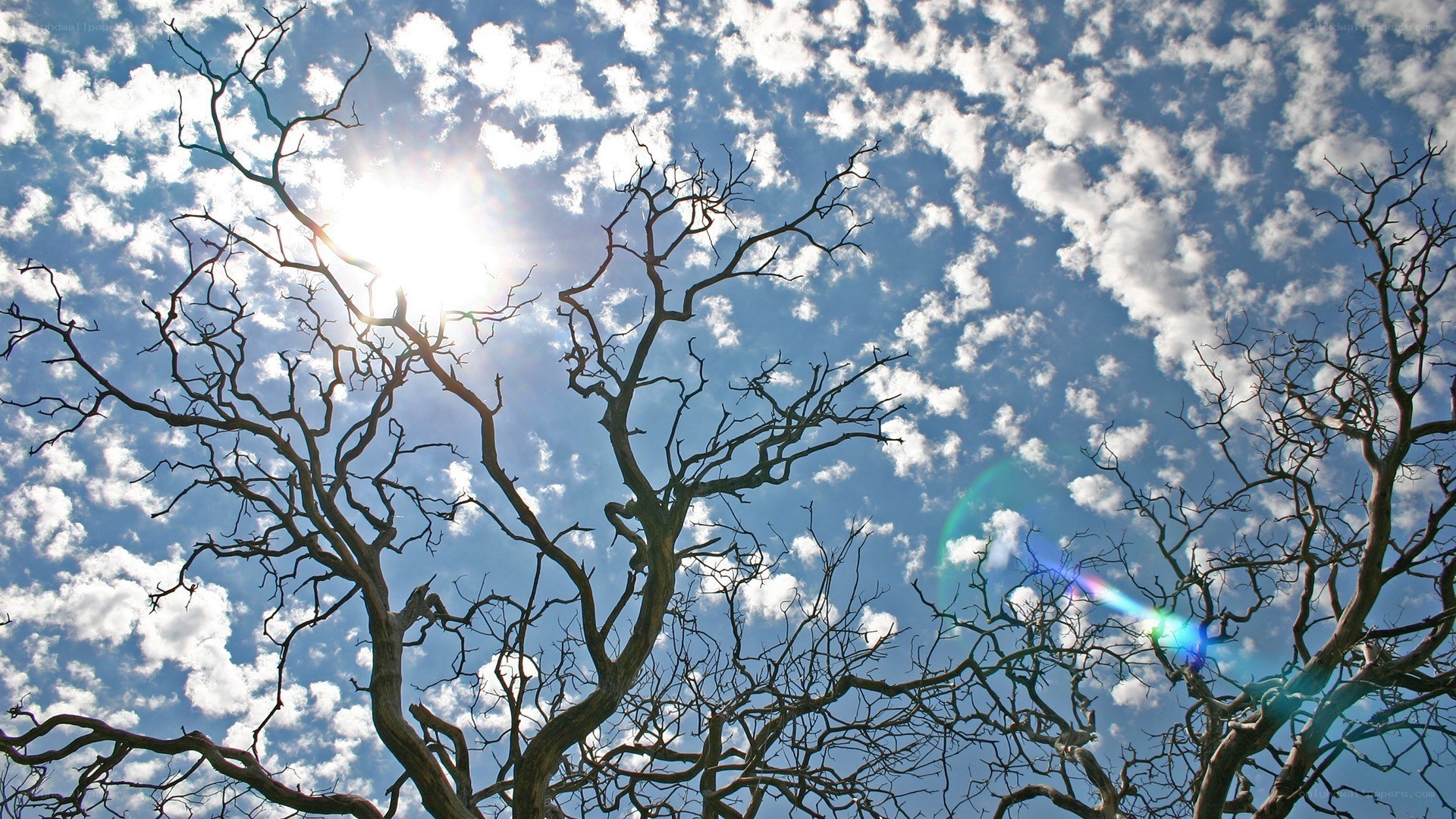Sunlight through bare branches
