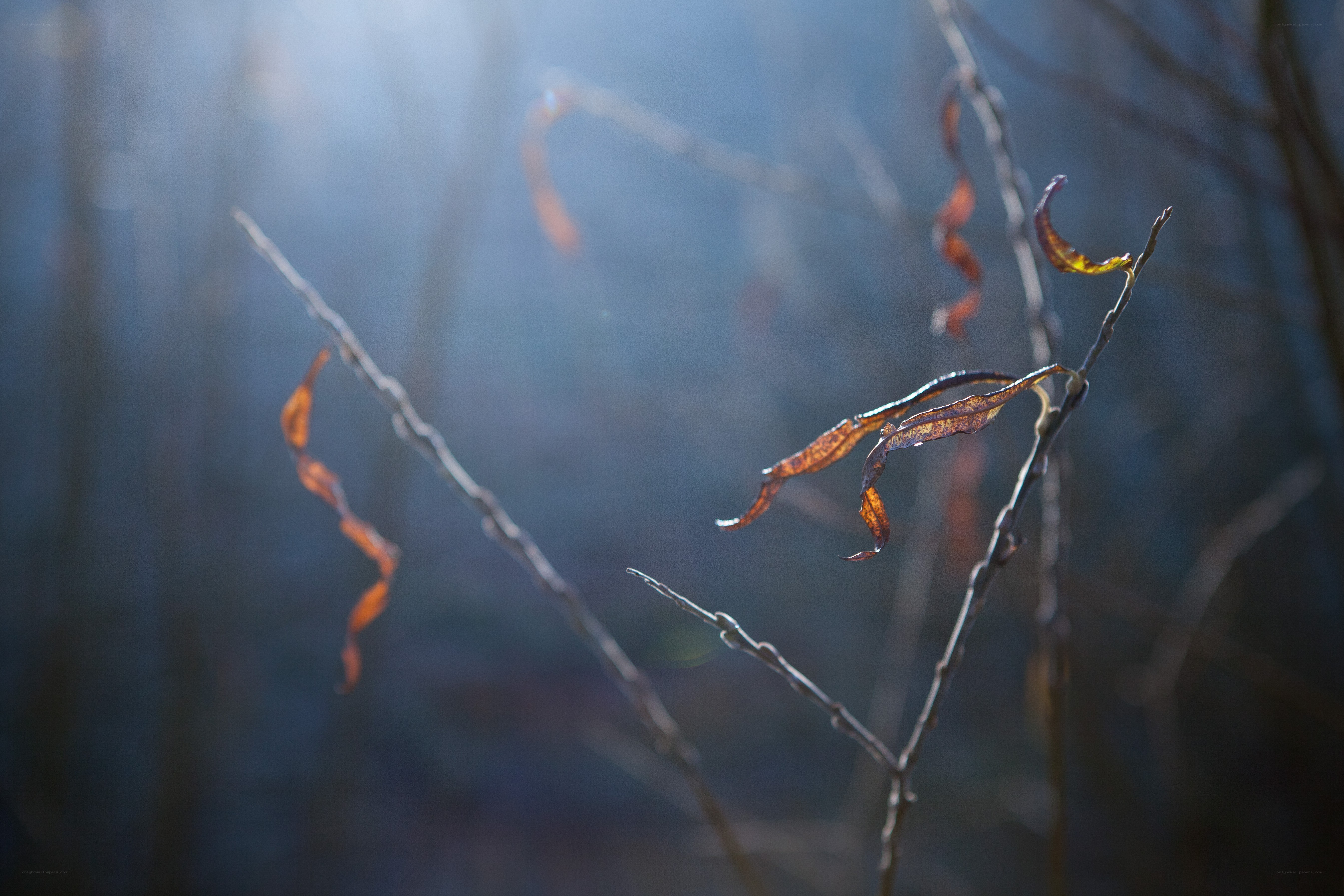 Sunlight through bare branches