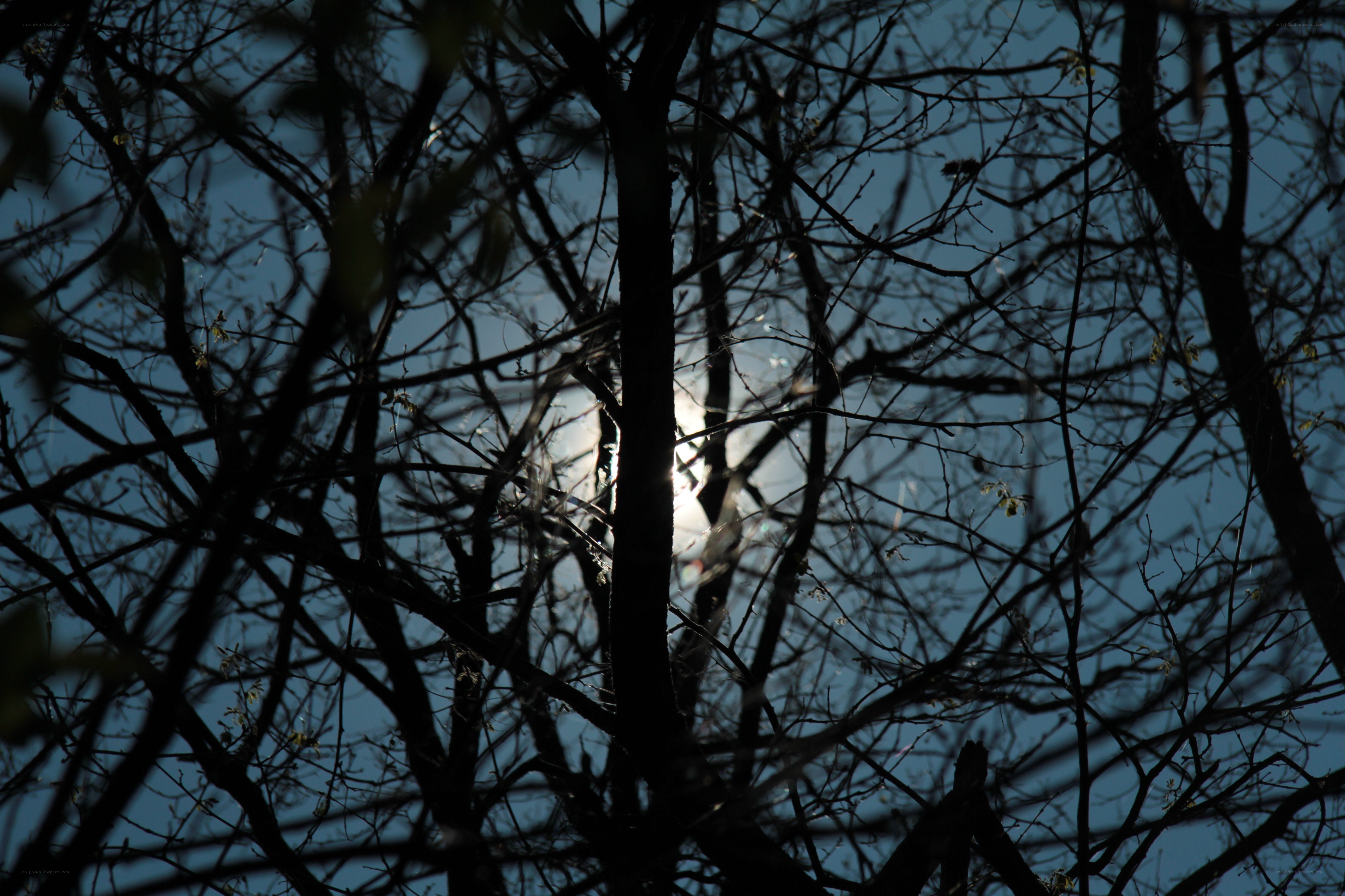Sunlight through bare branches