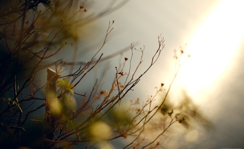 Sunlight through bare branches