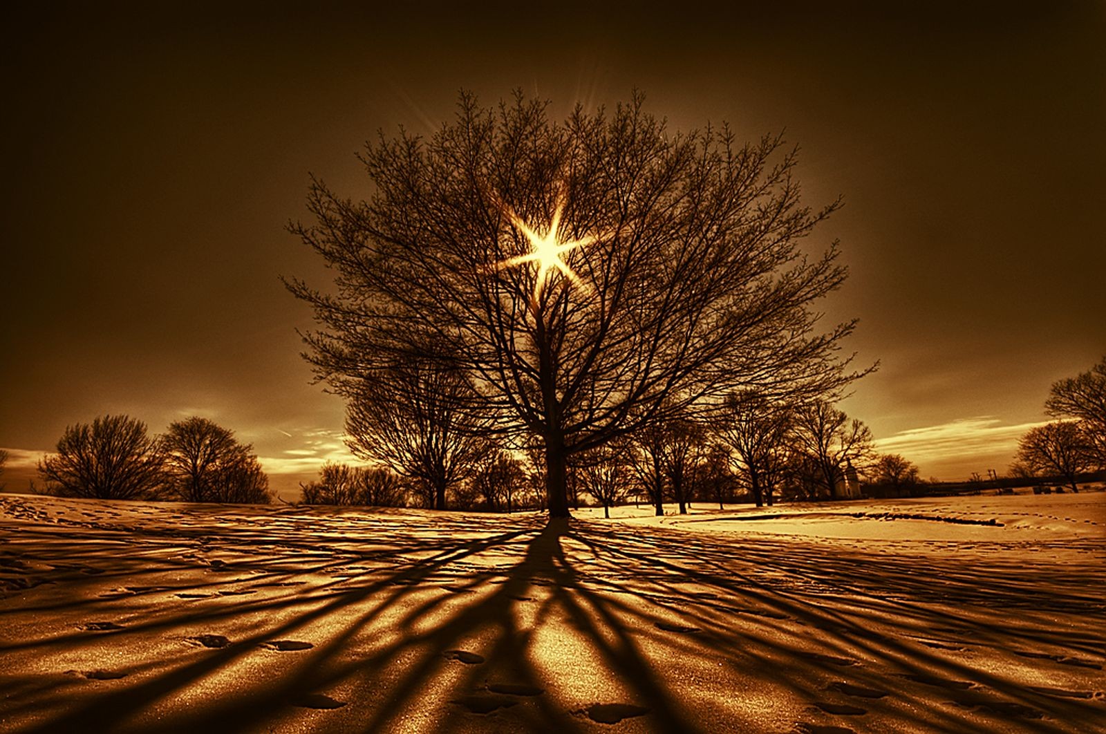 Sunlight through bare tree