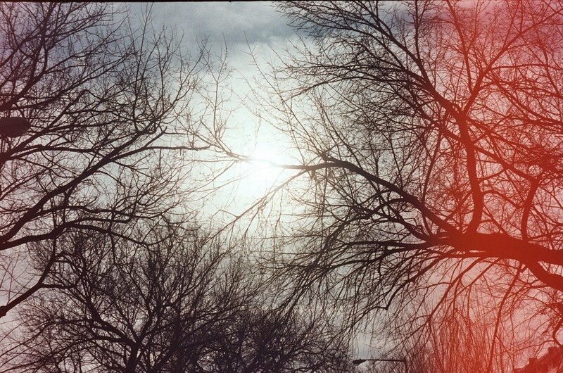 Sunlight through bare tree branches