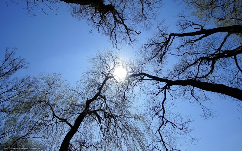 Sunlight through bare tree branches