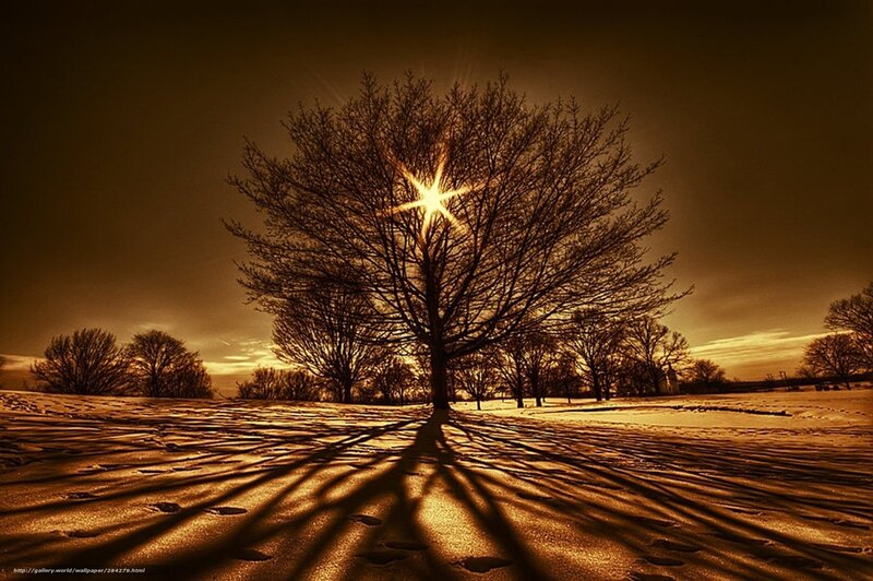 Sunlight through bare tree