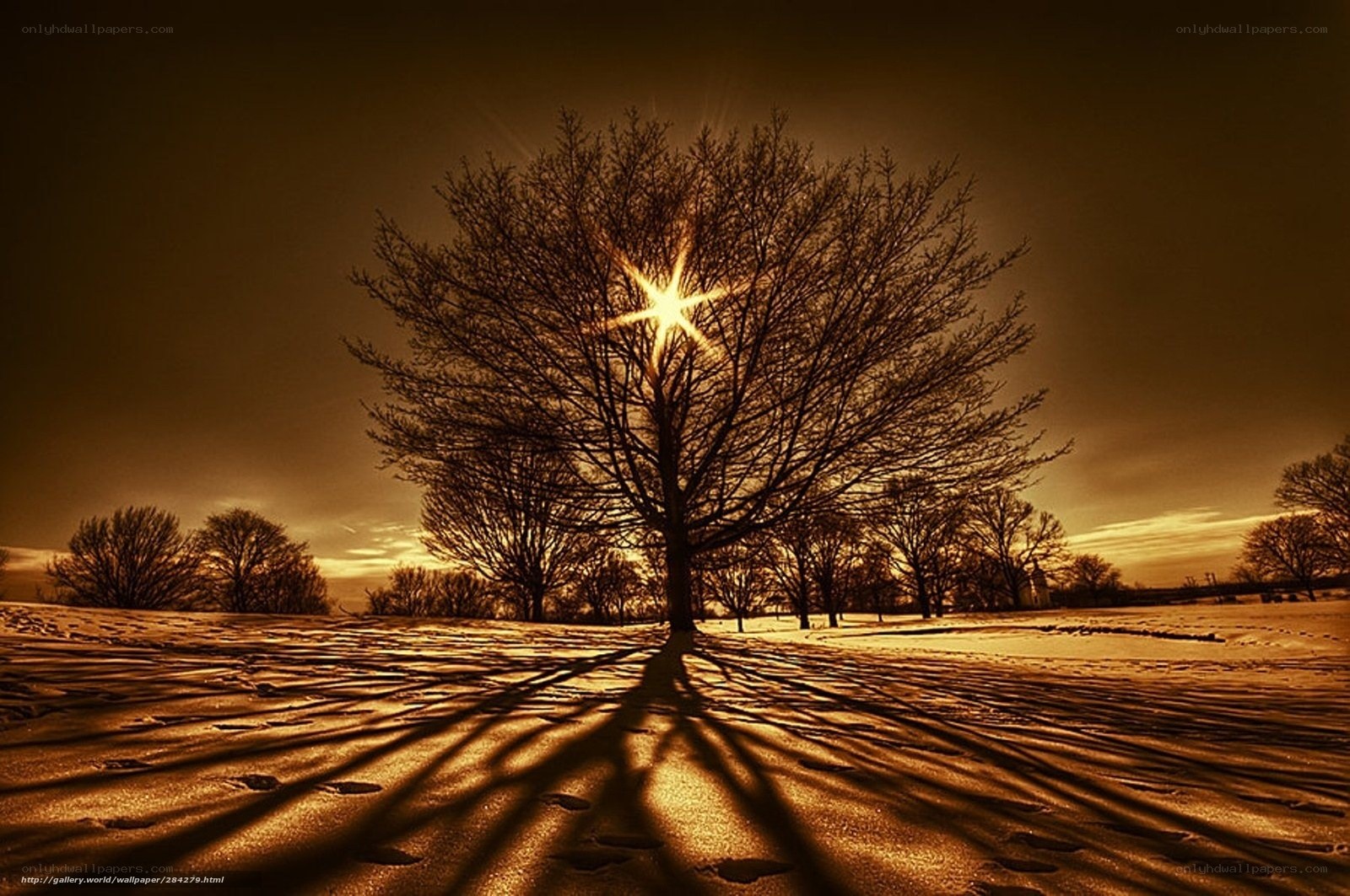 Sunlight through bare tree