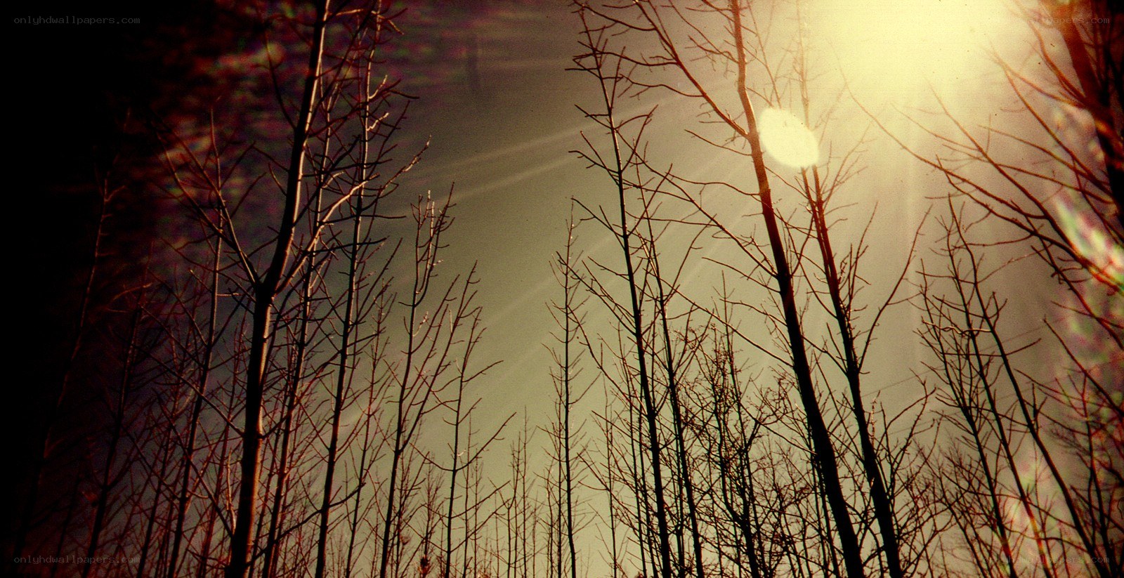 Sunlight through bare trees