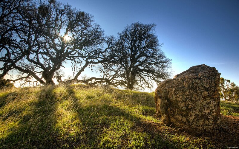 Sunlight through bare trees