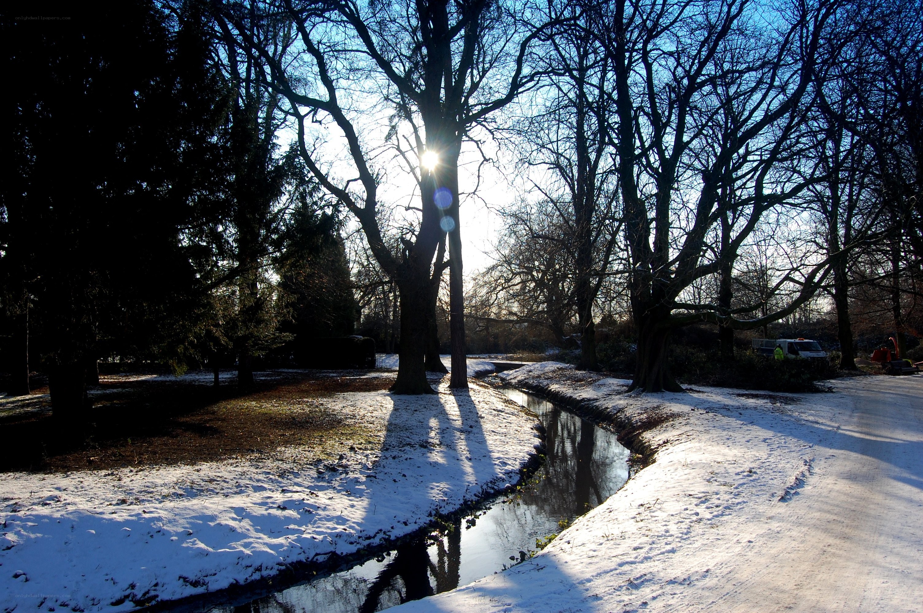 Sunlight through bare trees