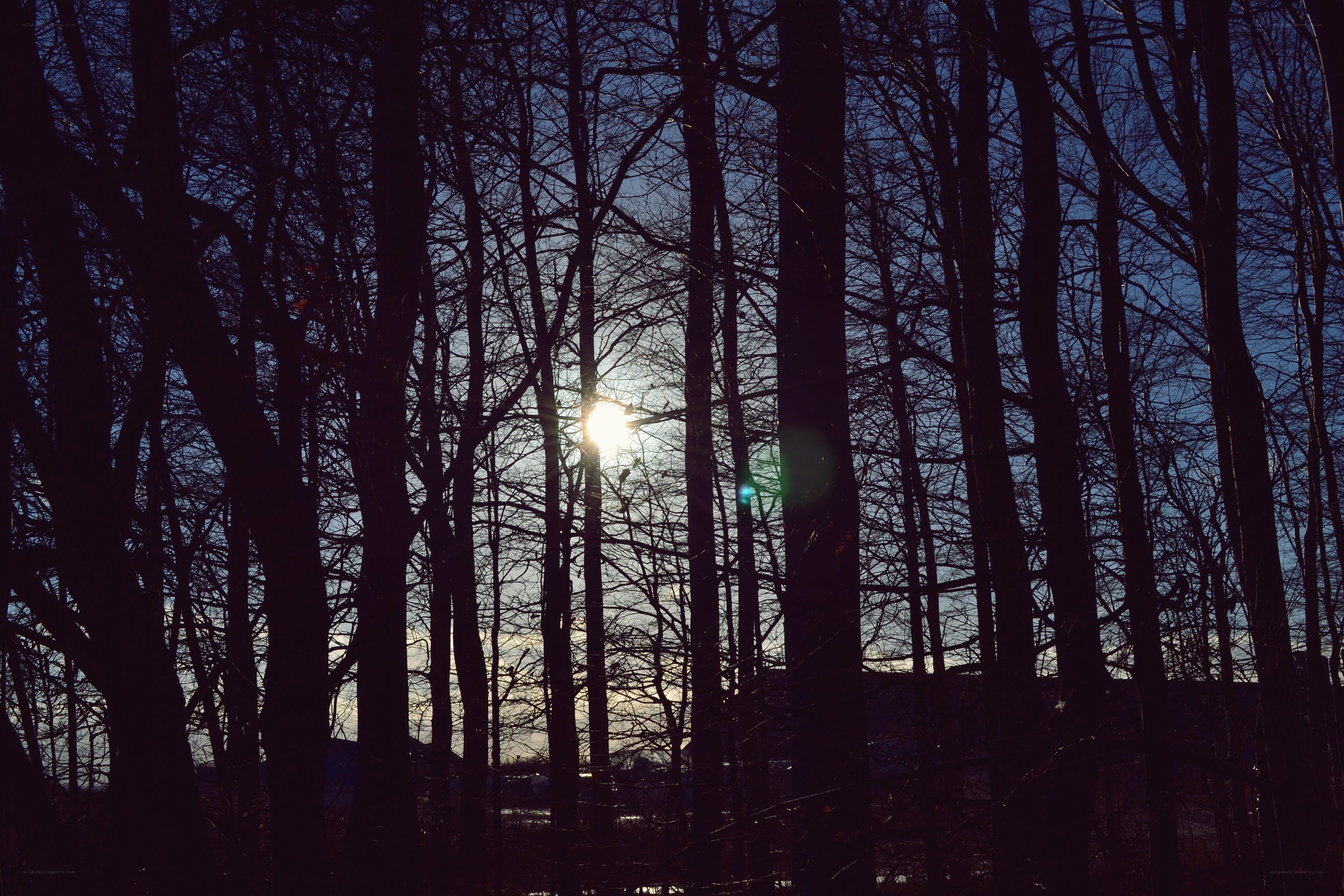 Sunlight through bare trees