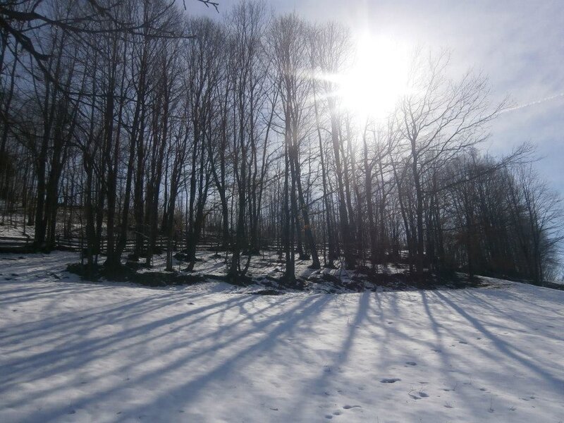 Sunlight through bare trees