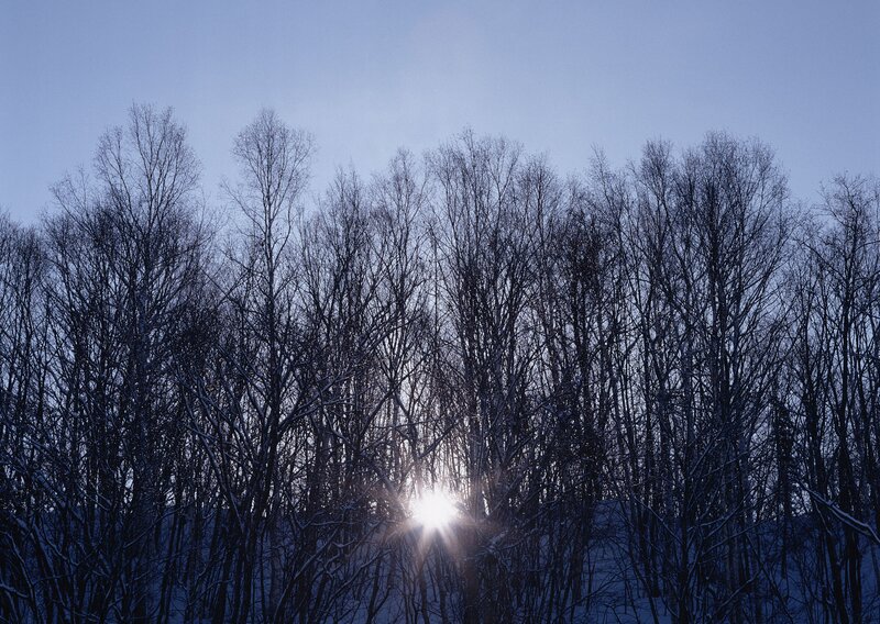 Sunlight through bare trees
