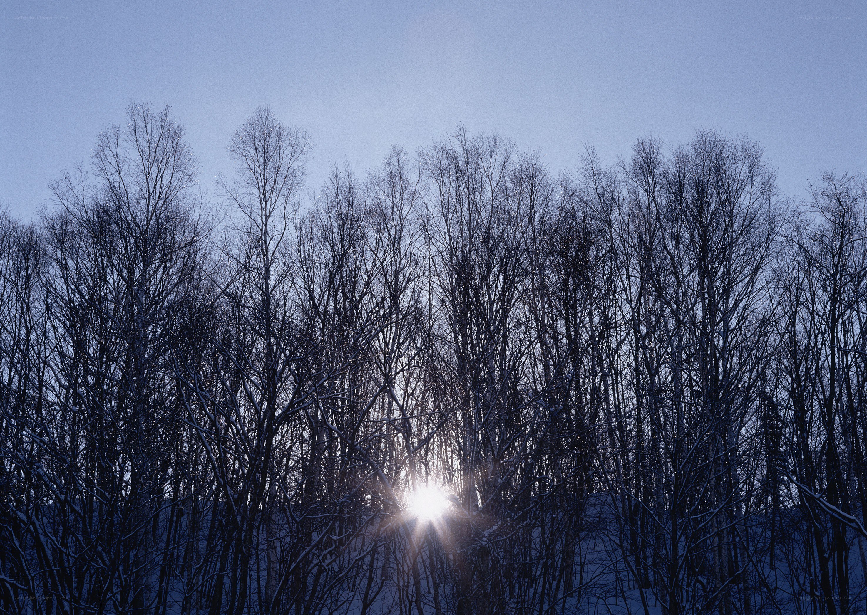 Sunlight through bare trees