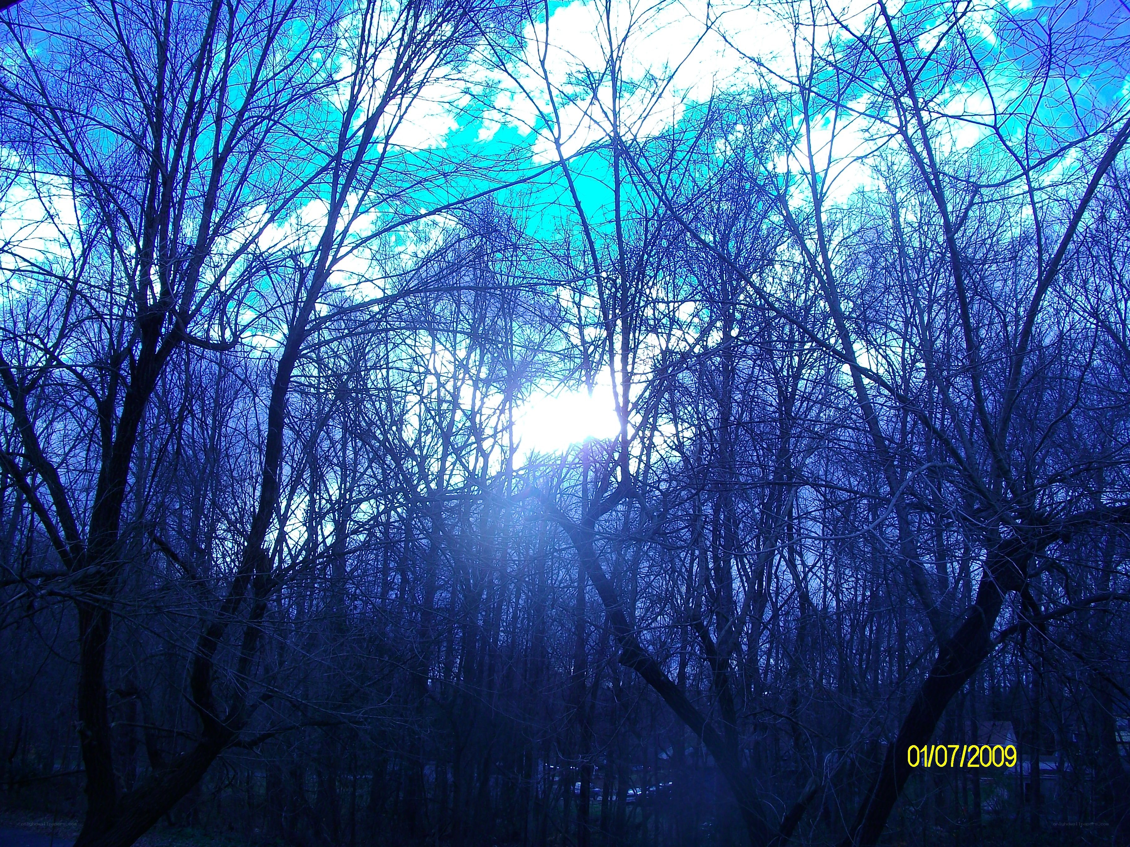 Sunlight through bare trees