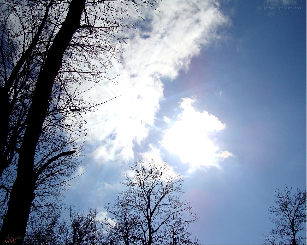 Sunlight through bare trees