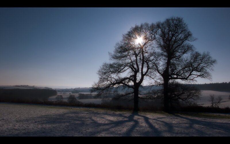 Sunlight through bare trees