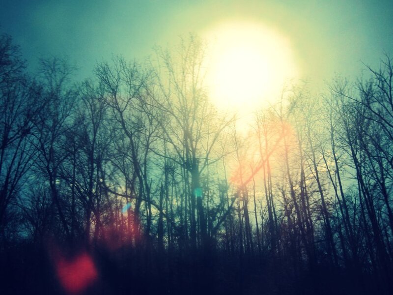 Sunlight through bare trees