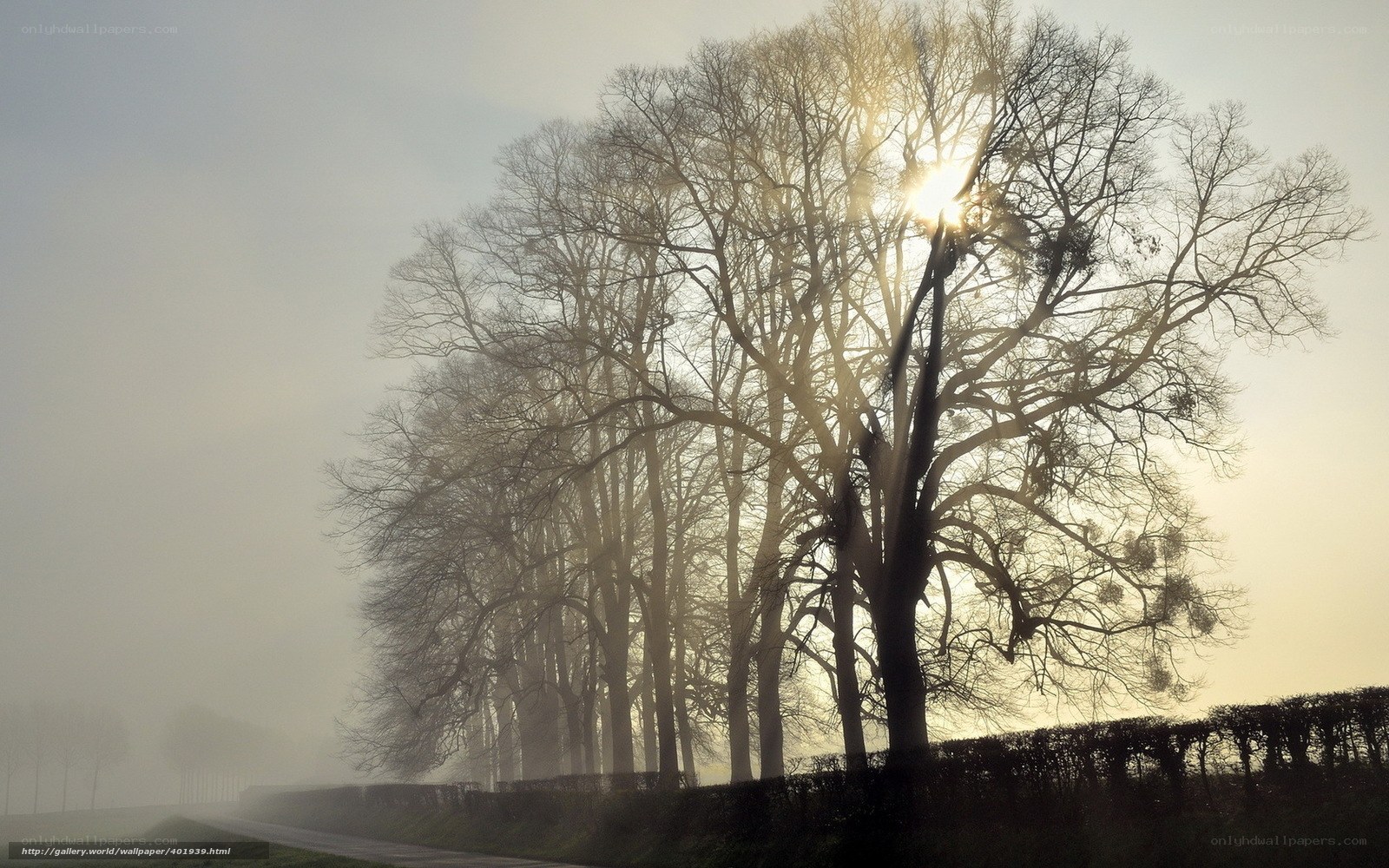 Sunlight through bare trees