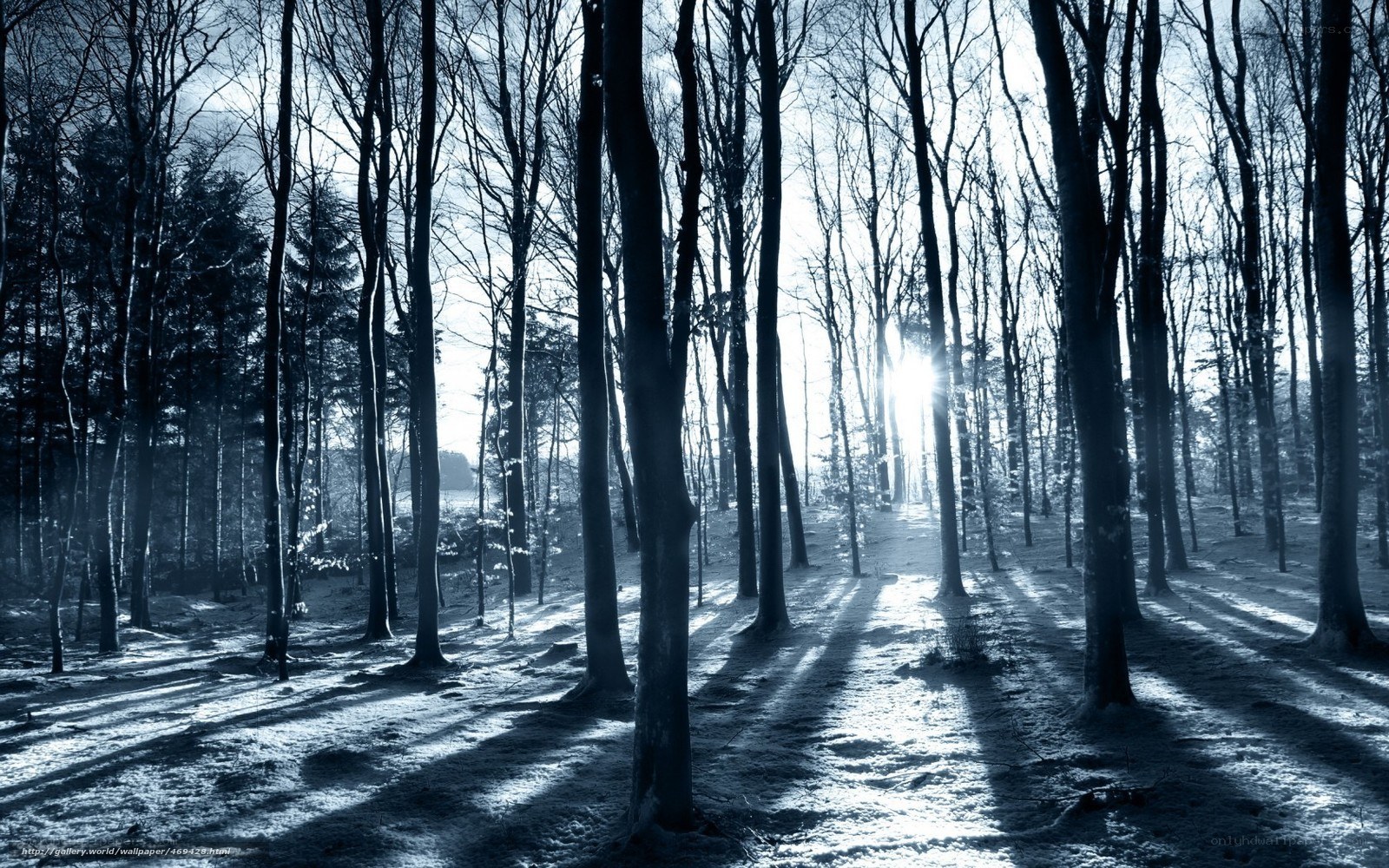 Sunlight through bare trees