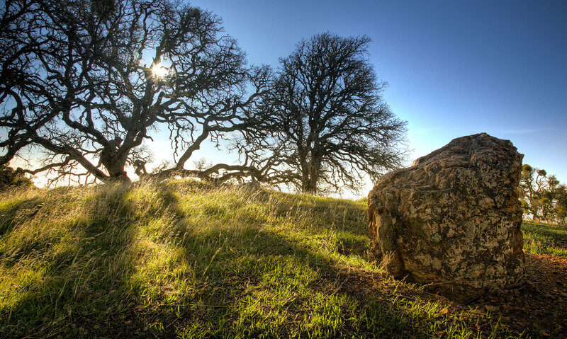 Sunlight through bare trees