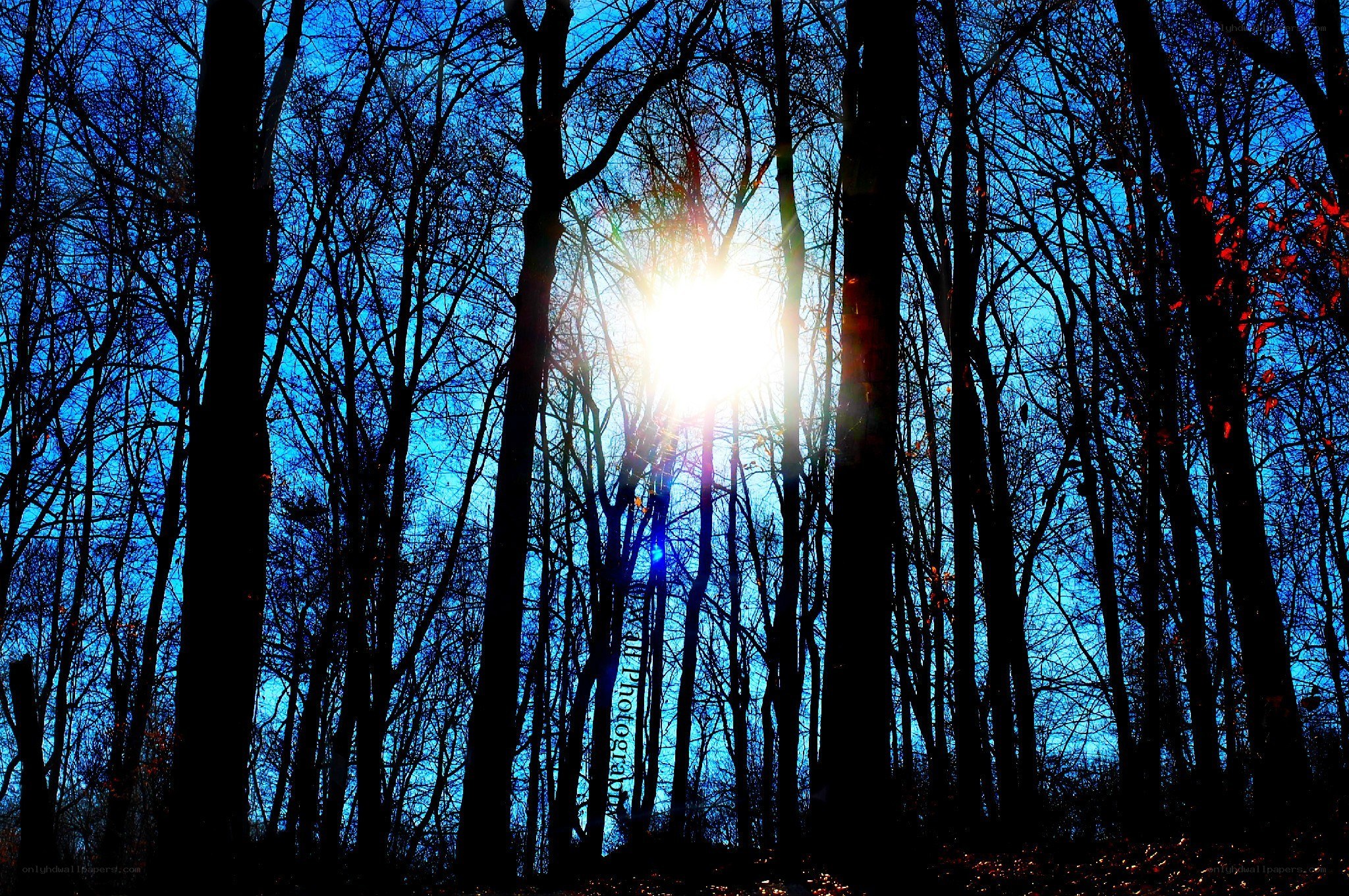 Sunlight through bare trees