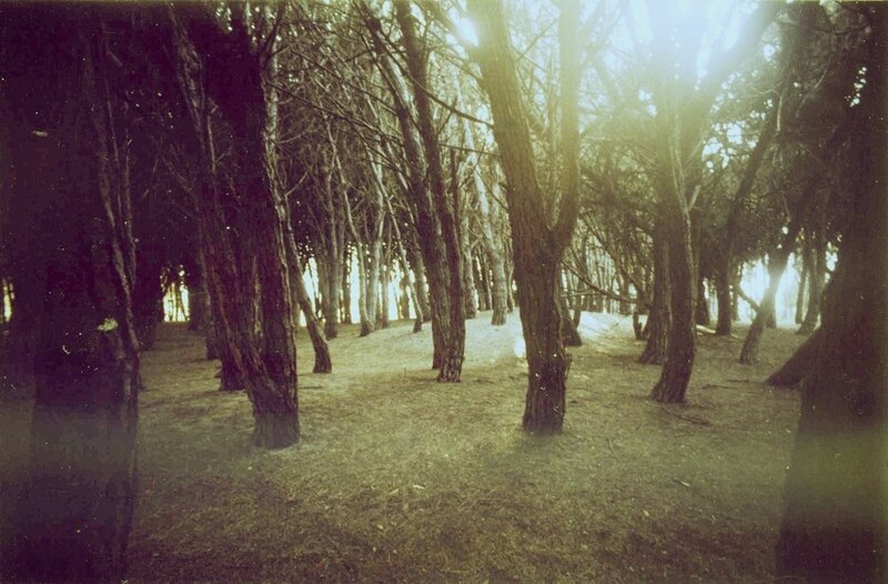 Sunlight through bare trees