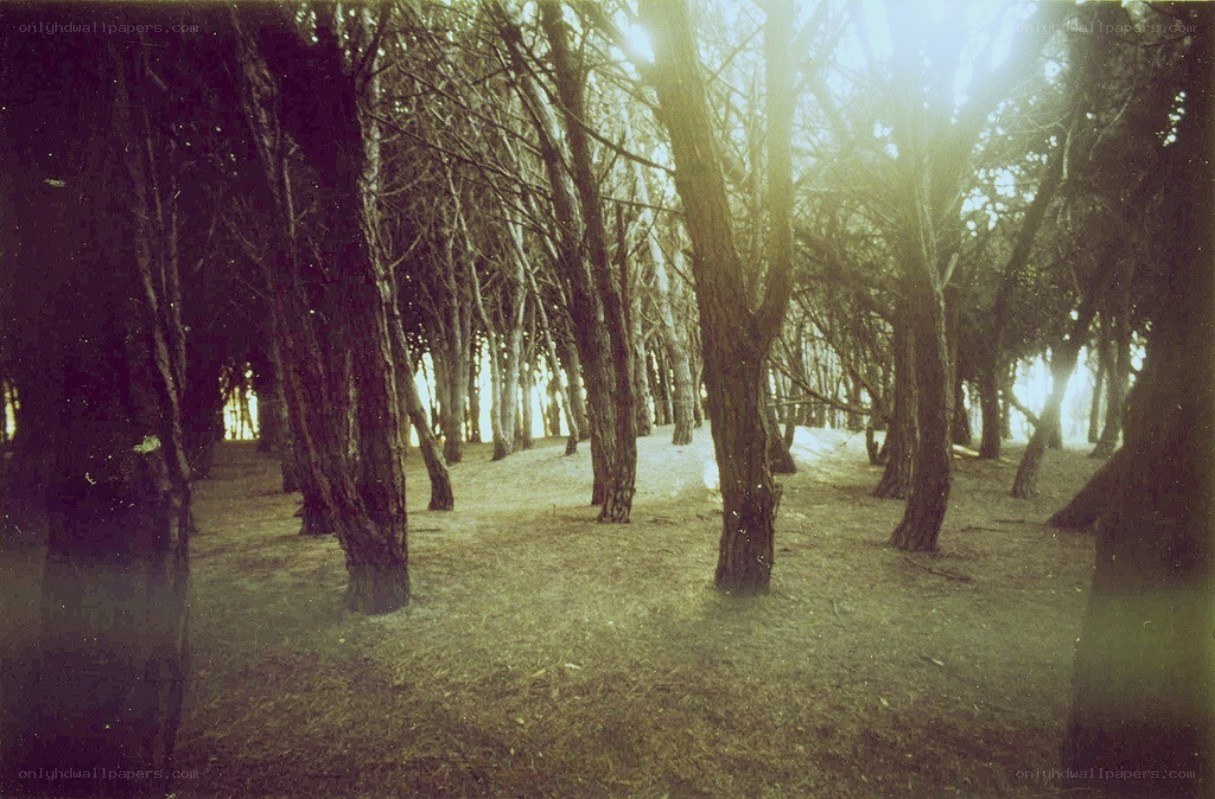 Sunlight through bare trees