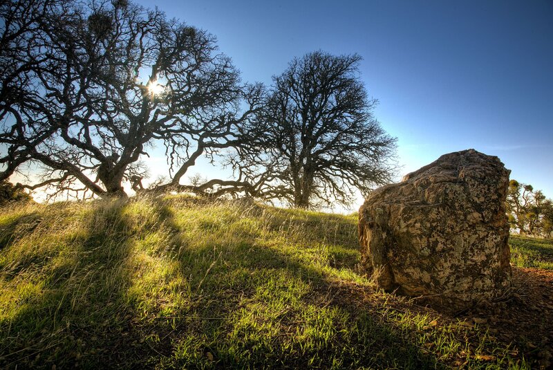 Sunlight through bare trees