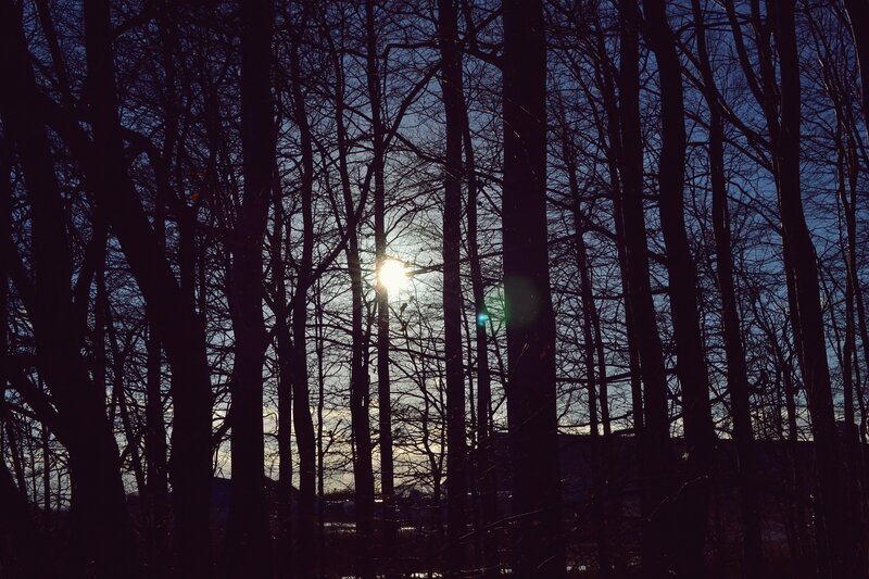 Sunlight Through Bare Trees — Black, Dramatic, Sunset