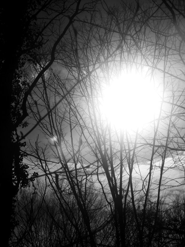 Sunlight Through Bare Trees — Black, Dramatic