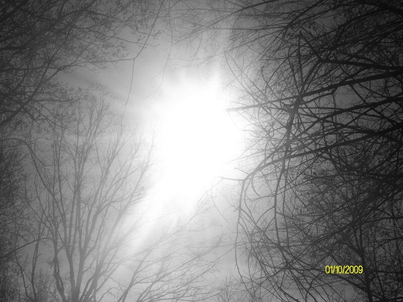 Sunlight Through Bare Trees — Black, Dramatic, Winter