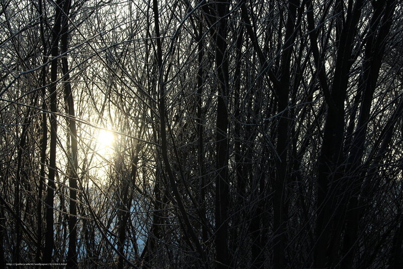 Sunlight Through Bare Trees — Black