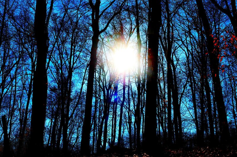 Sunlight Through Bare Trees — Blue, Dramatic