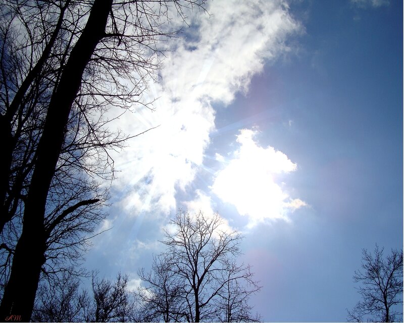 Sunlight Through Bare Trees — Blue, Dramatic, Winter
