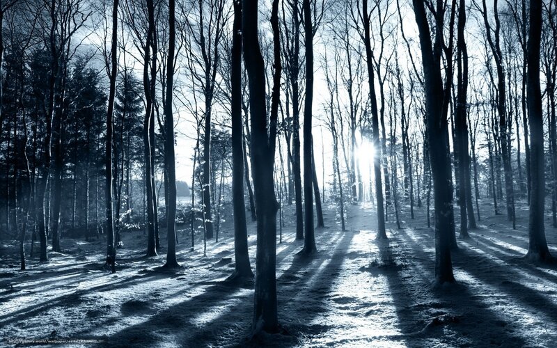 Sunlight Through Bare Trees — Blue, Serene, Winter, Photograph