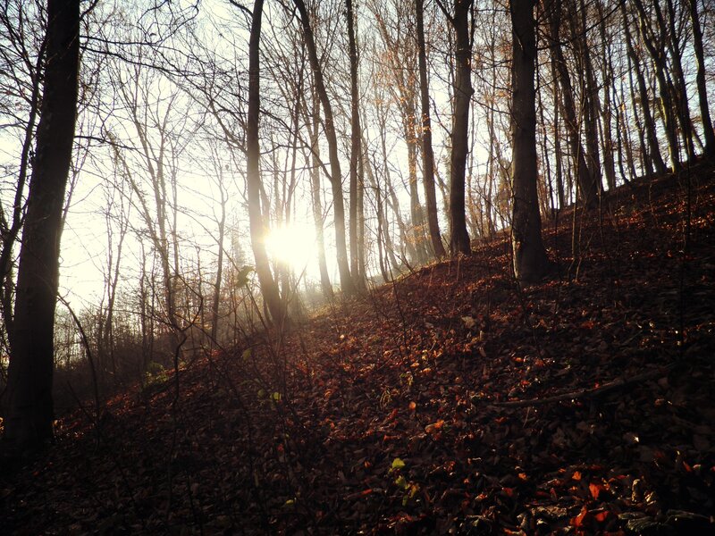 Sunlight Through Bare Trees — Brown, Serene