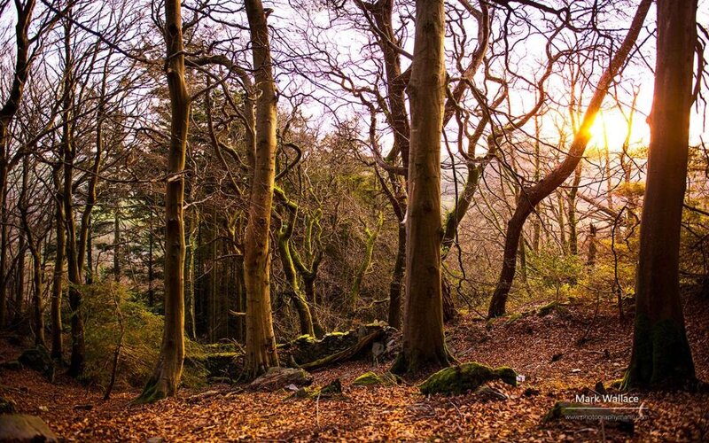Sunlight Through Bare Trees — Brown