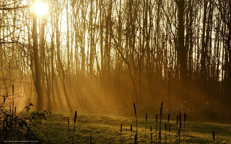Sunlight Through Bare Trees — Gold, Serene, Sunrise