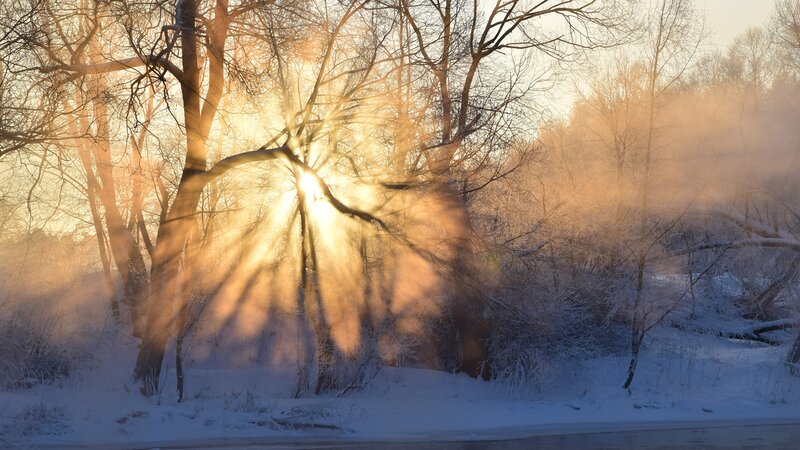 Sunlight Through Bare Trees — Gold, Serene