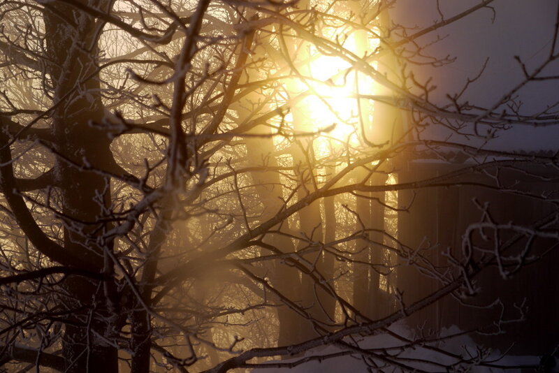 Sunlight Through Bare Trees — Gold