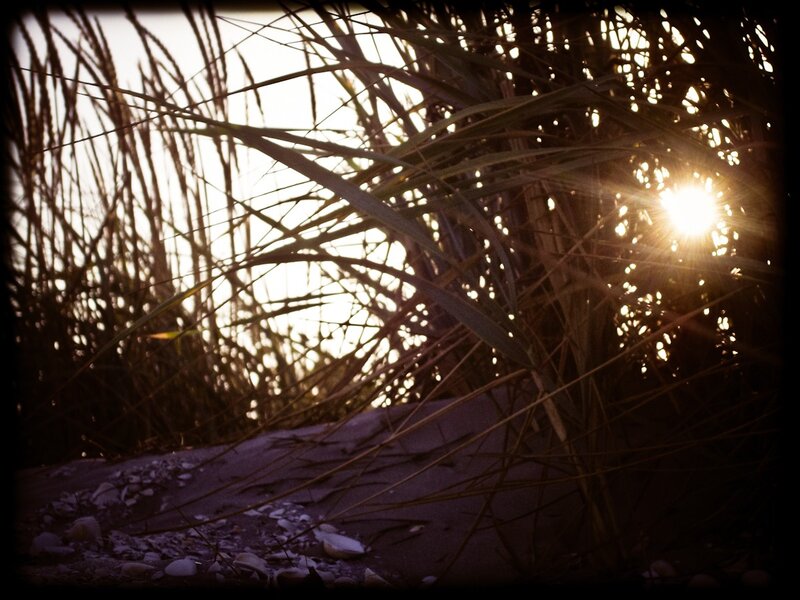 Sunlight through beach grass