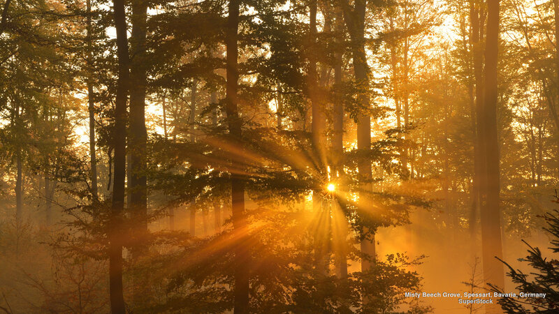 Sunlight Through Beech Trees
